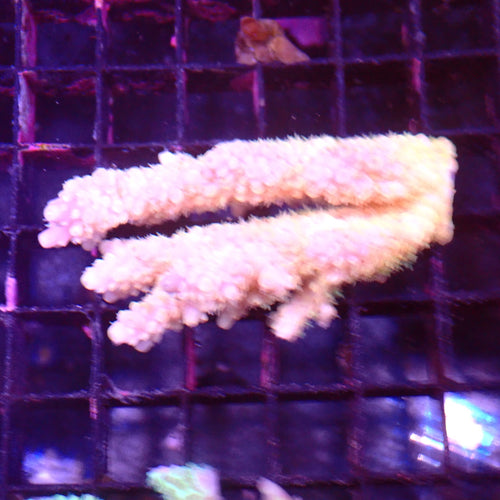 Acropora (SPS) AA036 | Acropora sp. - Red Sea 15K
