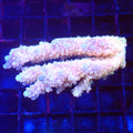 Acropora (SPS) AA036 | Acropora sp. - Red Sea 20K LED
