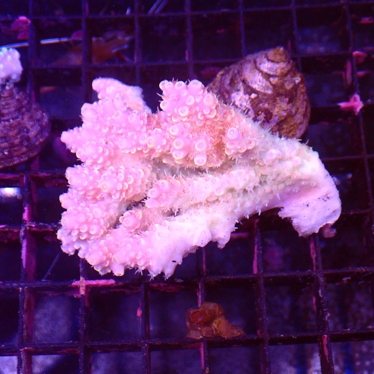 Acropora (SPS) AA037 | Acropora sp. - Red Sea 15K