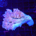 Acropora (SPS) AA037 | Acropora sp. - Red Sea 20K LED