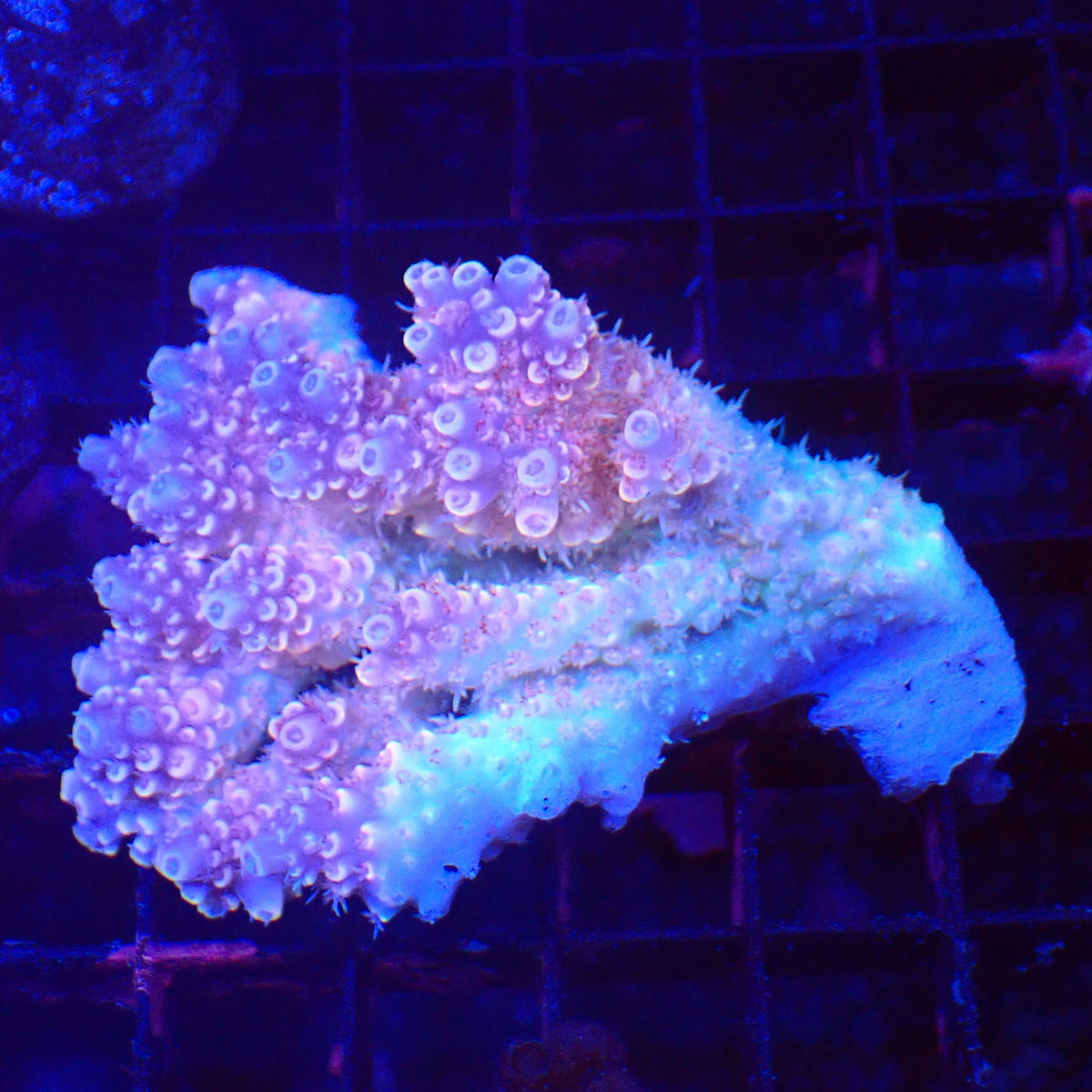 Acropora (SPS) AA037 | Acropora sp. - Red Sea 20K LED