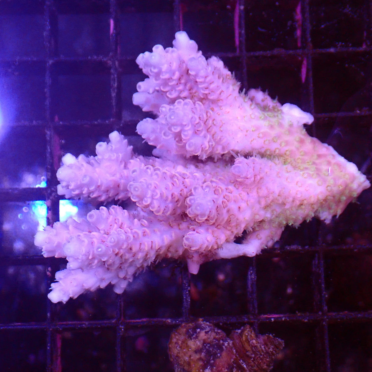 Acropora (SPS) AA039 | Acropora sp. at ← Red Sea 15k