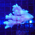 Acropora (SPS) AA039 | Acropora sp. - Red Sea 20K LED
