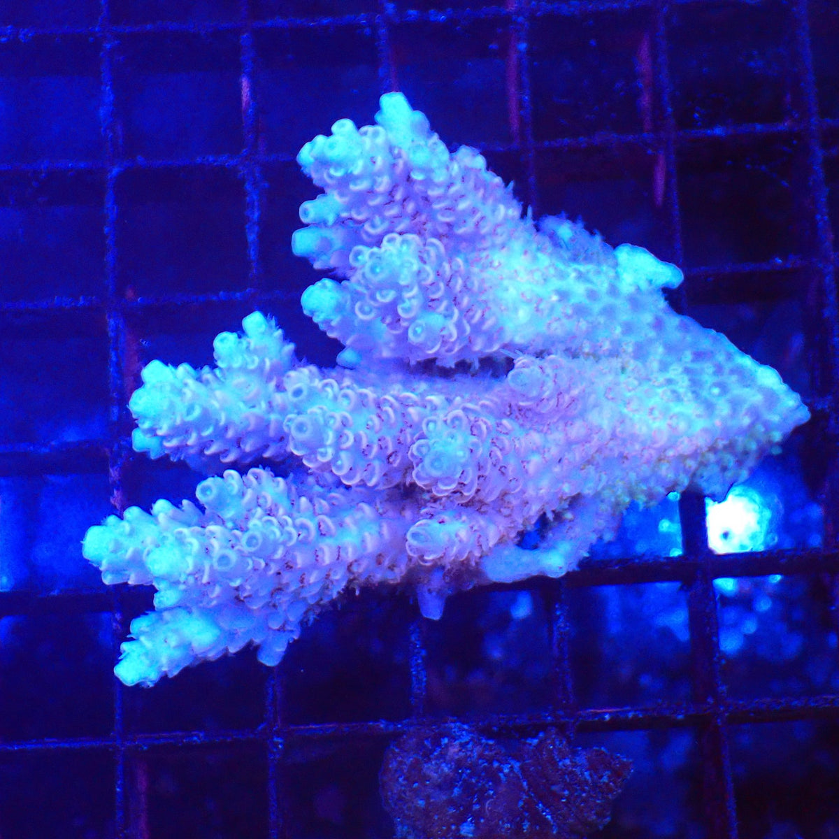 Acropora (SPS) AA039 | Acropora sp. - Red Sea 20K LED