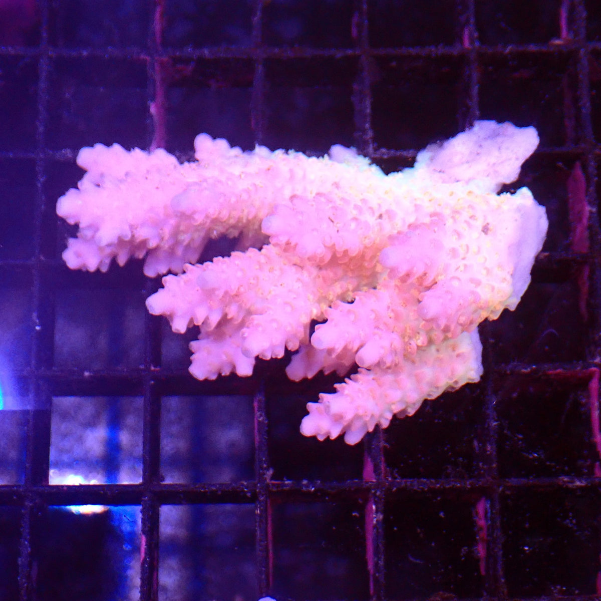 Acropora (SPS) AA040 | Acropora sp. - Red Sea 15K