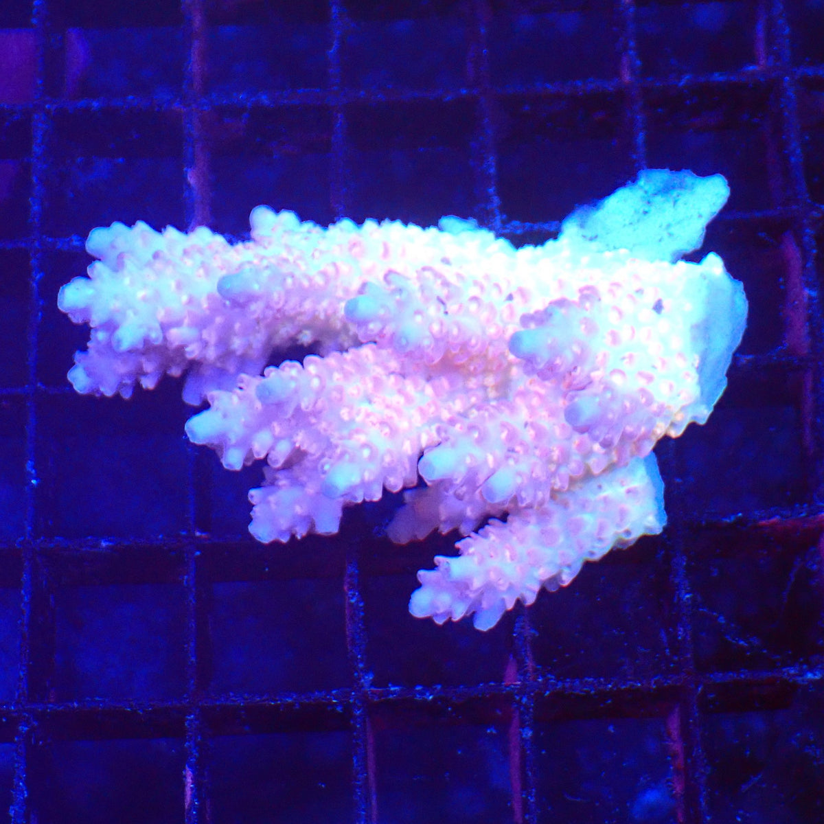 Acropora (SPS) AA040 | Acropora sp. - Red Sea 20K LED