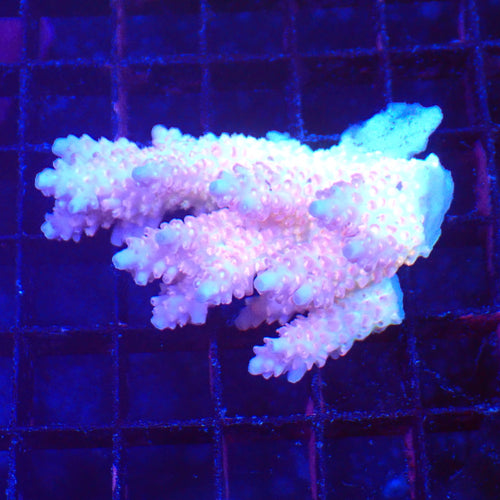 Acropora (SPS) AA040 | Acropora sp. - Red Sea 20K LED