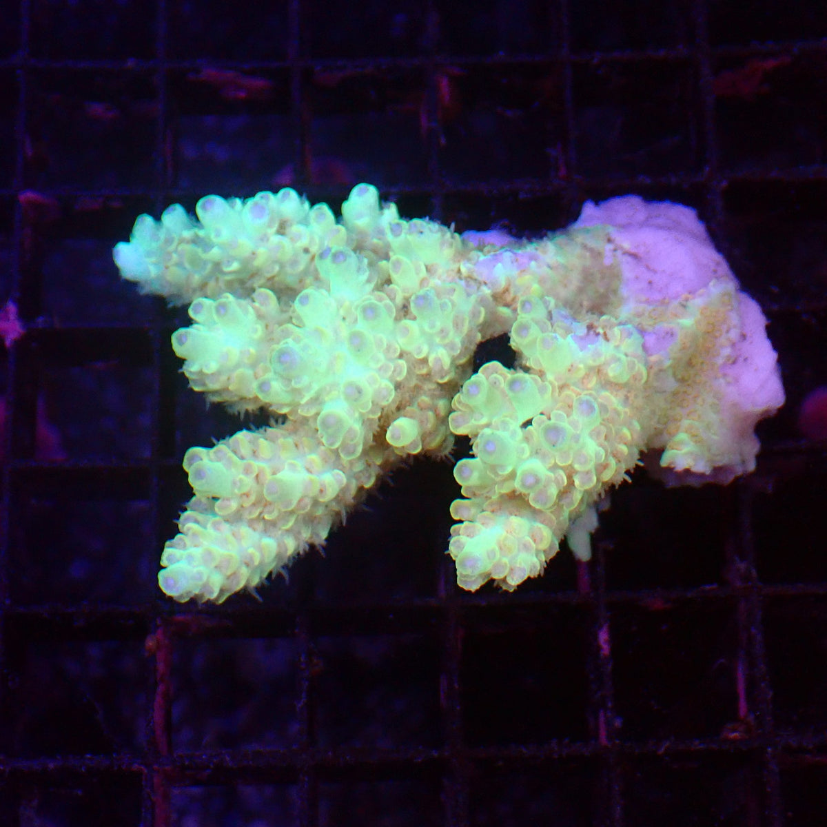 Acropora (SPS) AA041 | Acropora sp. at ← Red Sea 15k
