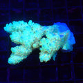 Acropora (SPS) AA041 | Acropora sp. - Red Sea 20K LED