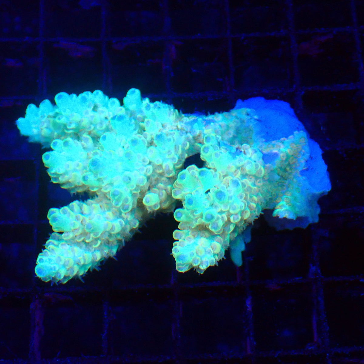 Acropora (SPS) AA041 | Acropora sp. at Red Sea 20k →