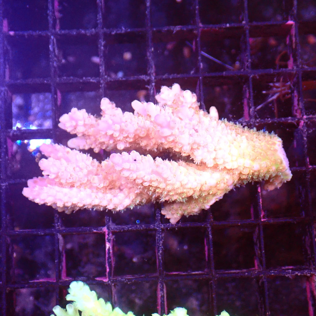 Acropora (SPS) AA043 | Acropora sp. - Red Sea 15K