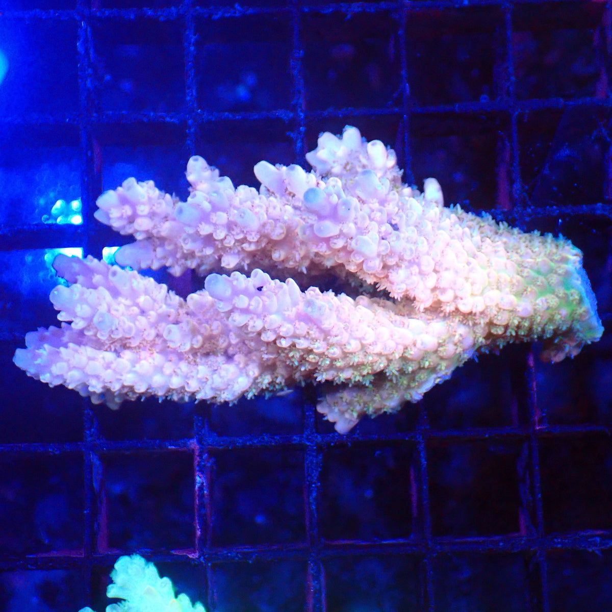 Acropora (SPS) AA043 | Acropora sp. - Red Sea 20K LED