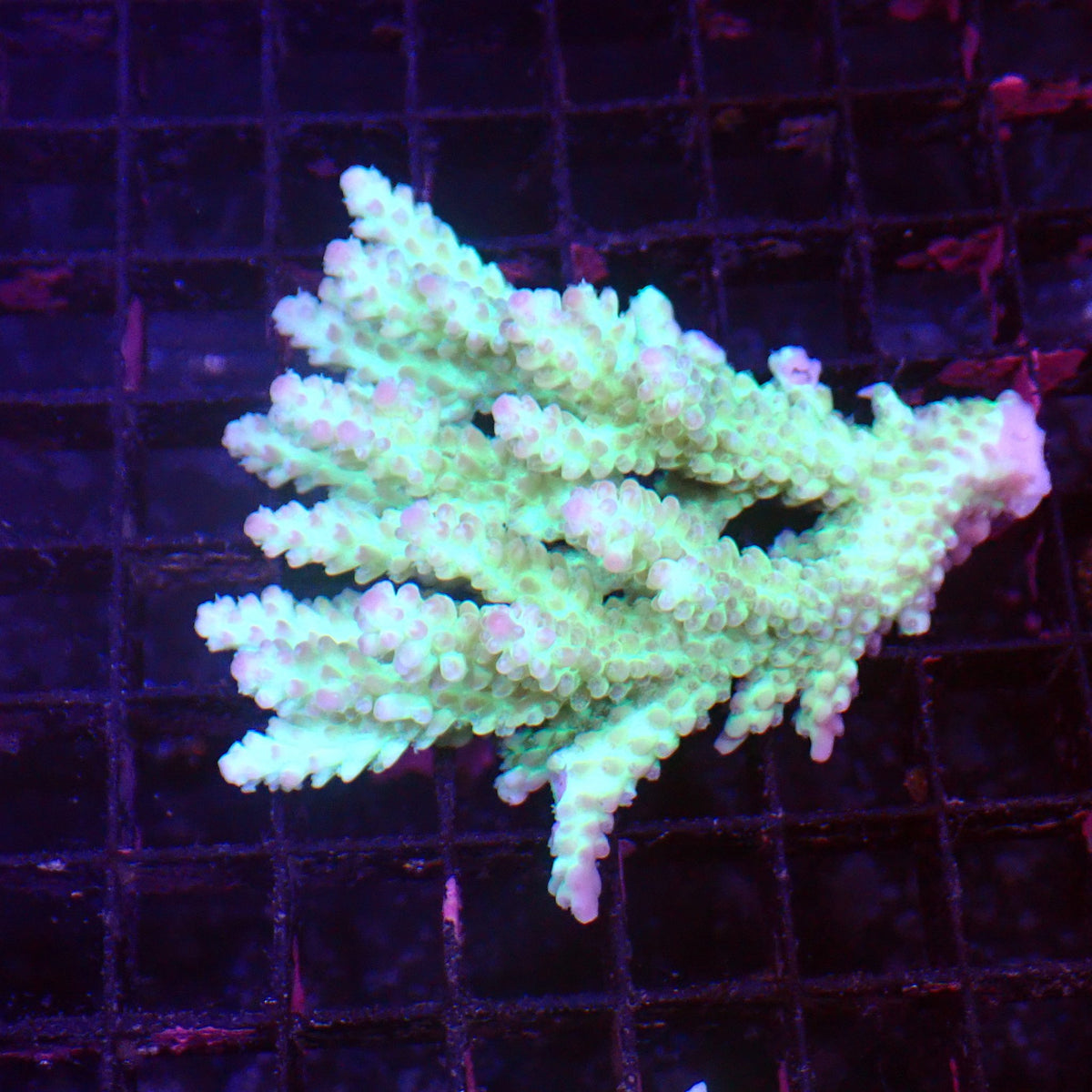 Acropora (SPS) AA045 | Acropora sp. at ← Red Sea 15k