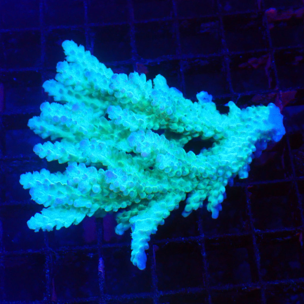 Acropora (SPS) AA045 | Acropora sp. - Red Sea 20K LED