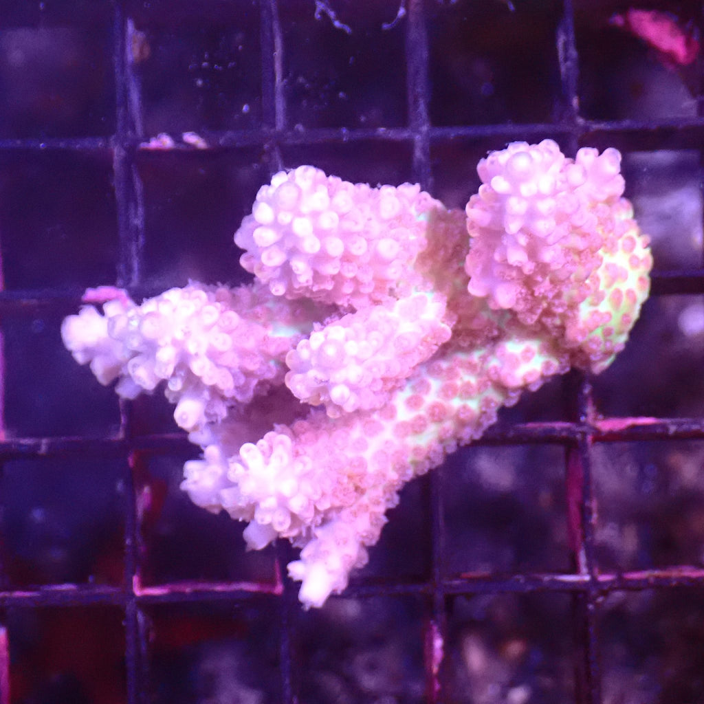 Acropora (SPS) AA046 | Acropora sp. - Red Sea 15K