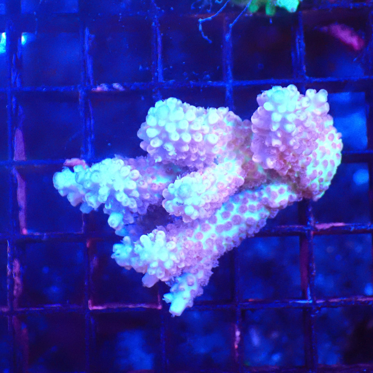 Acropora (SPS) AA046 | Acropora sp. - Red Sea 20K LED