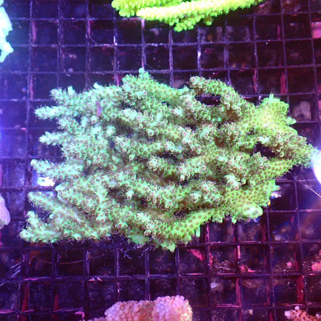 Acropora (SPS) AA047 | Acropora sp. - Red Sea 15K