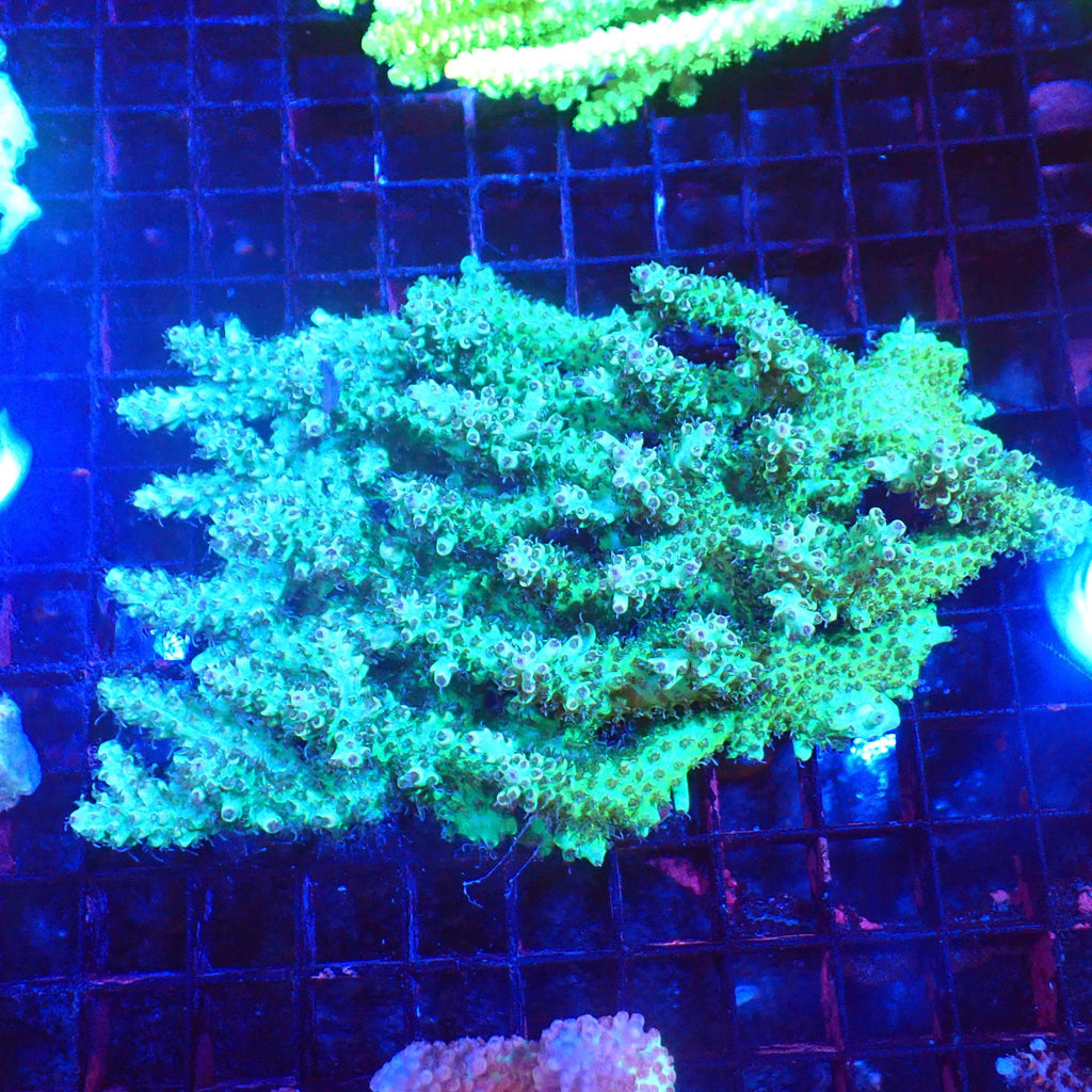 Acropora (SPS) AA047 | Acropora sp. - Red Sea 20K LED