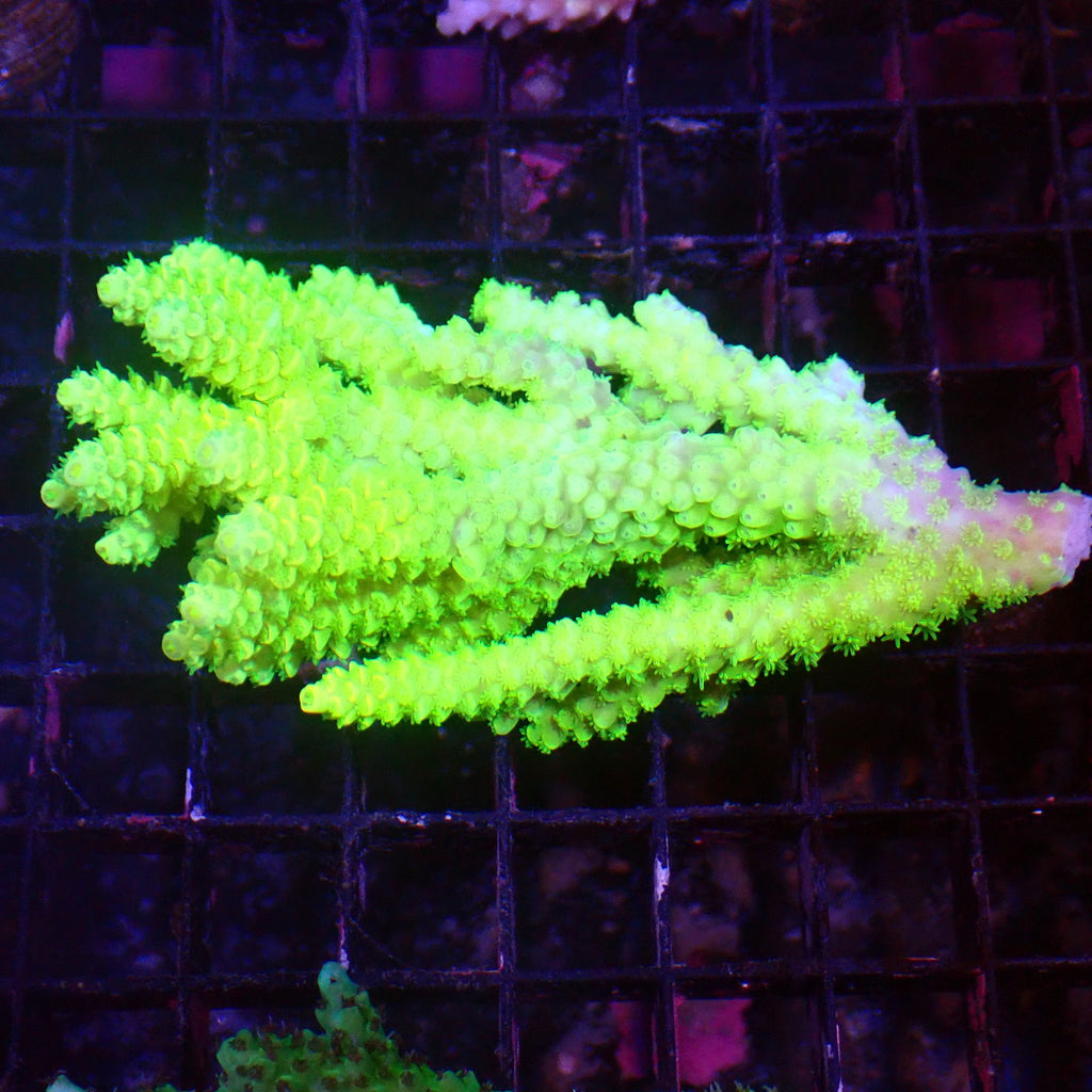 Acropora (SPS) AA048 | Acropora sp. - Red Sea 15K