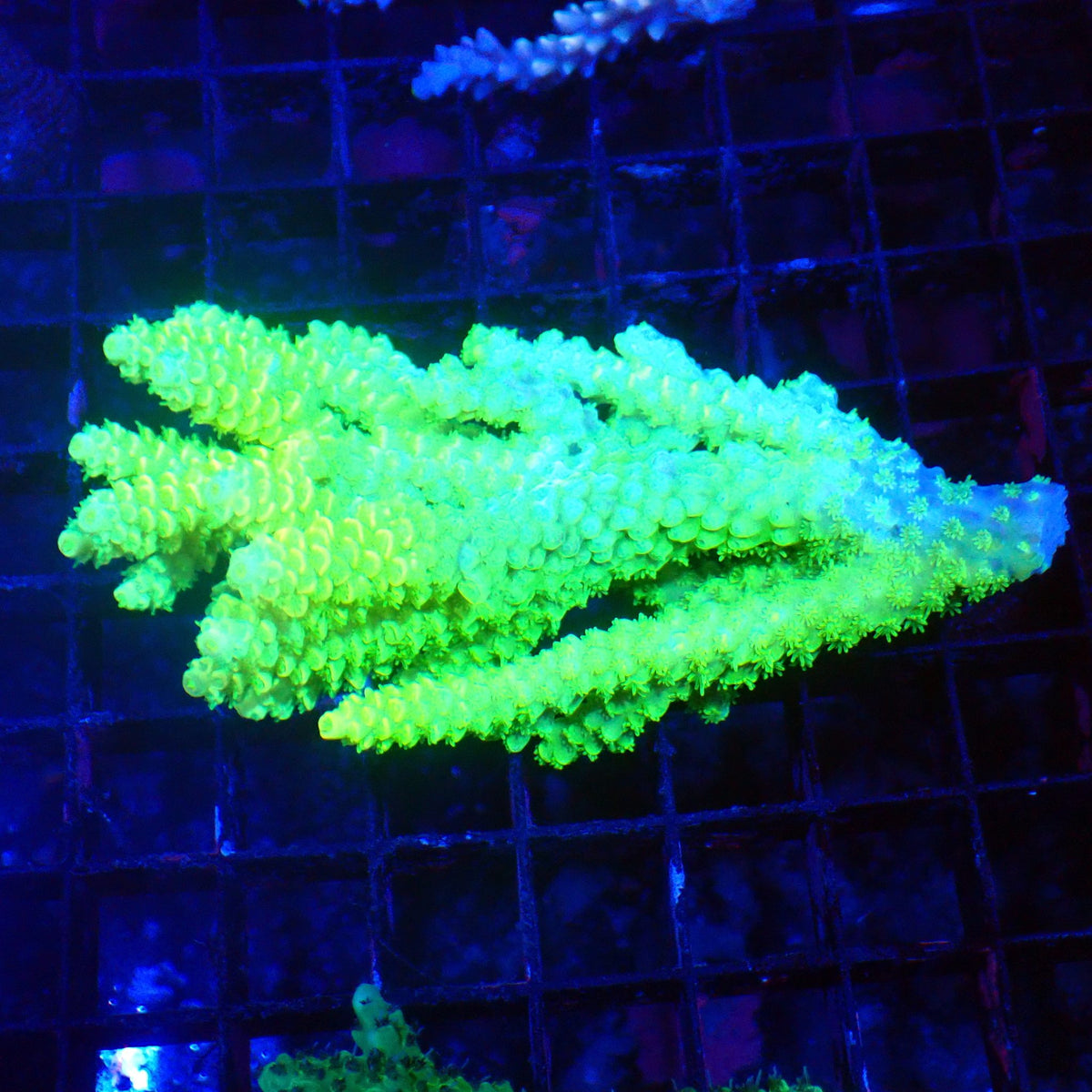 Acropora (SPS) AA048 | Acropora sp. at Red Sea 20k →