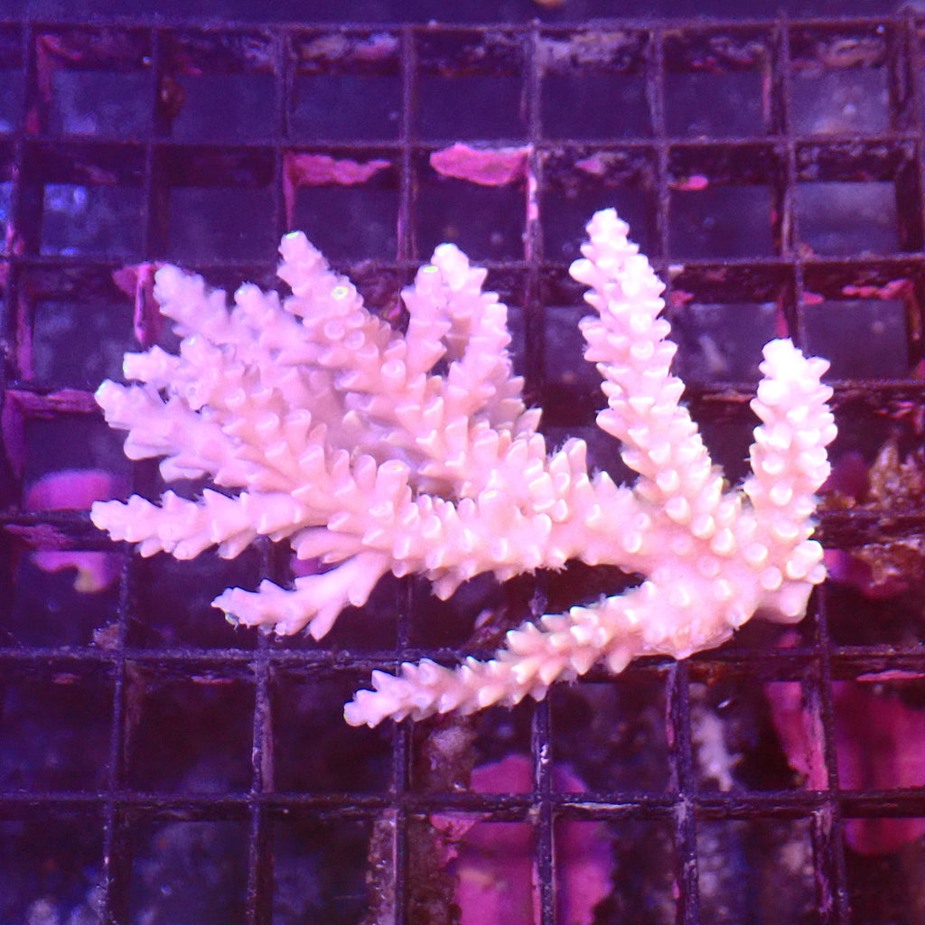 Acropora (SPS) AA049 | Acropora sp. - Red Sea 15K