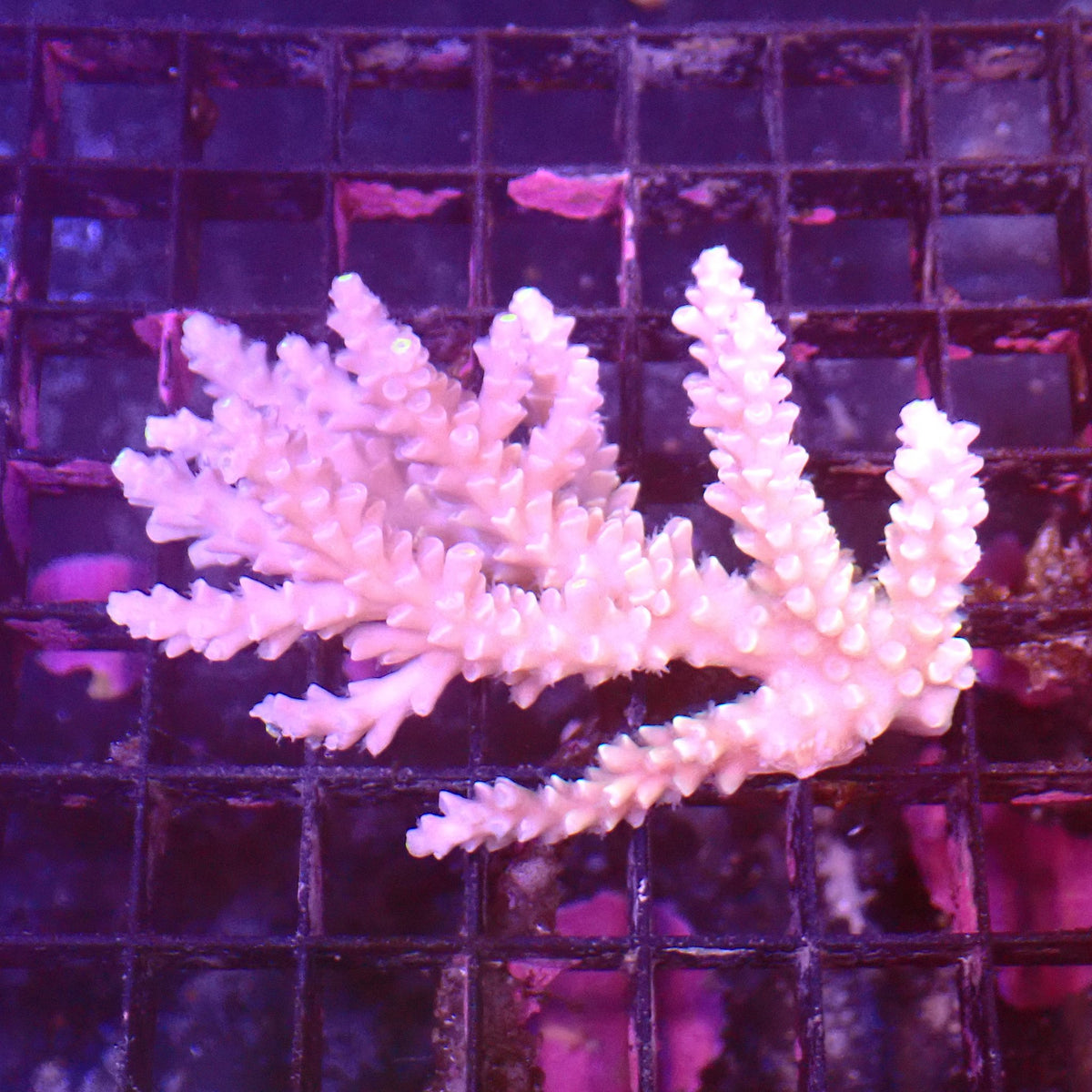 Acropora (SPS) AA049 | Acropora sp. at ← Red Sea 15k