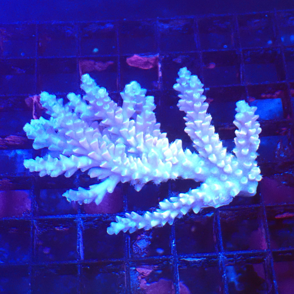 Acropora (SPS) AA049 | Acropora sp. - Red Sea 20K LED