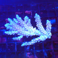 Acropora (SPS) AA049 | Acropora sp. - Red Sea 20K LED
