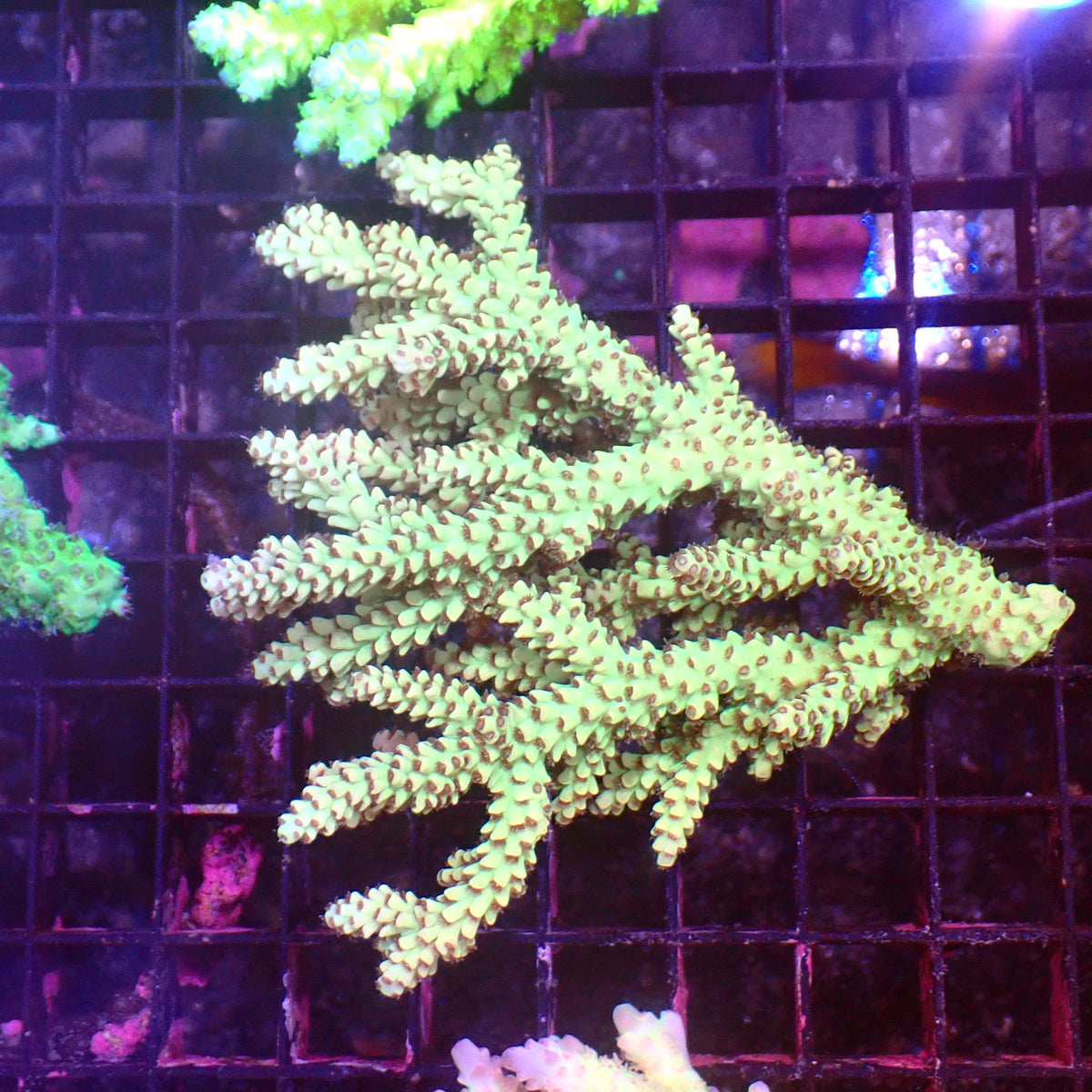 Acropora (SPS) AA051 | Acropora sp. at ← Red Sea 15k
