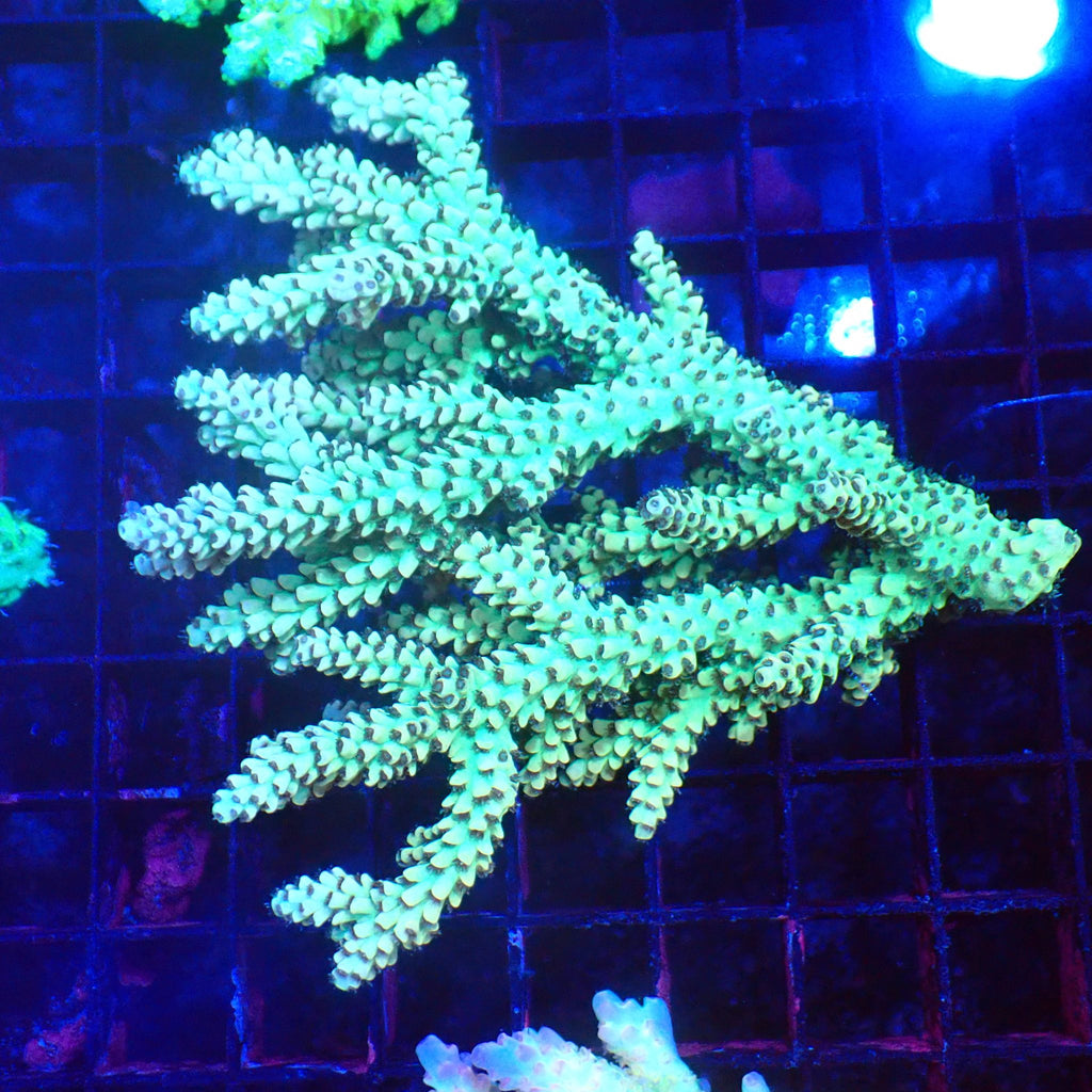 Acropora (SPS) AA051 | Acropora sp. - Red Sea 20K LED