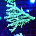 Acropora (SPS) AA051 | Acropora sp. - Red Sea 20K LED