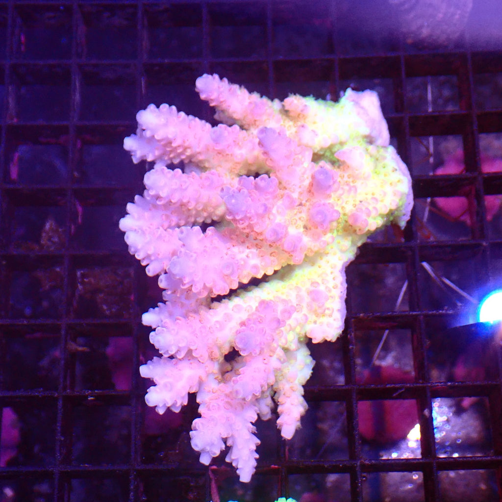 Acropora (SPS) AA053 | Acropora sp. - Red Sea 15K