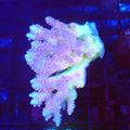 Acropora (SPS) AA053 | Acropora sp. - Red Sea 20K LED