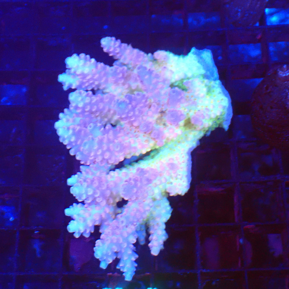 Acropora (SPS) AA053 | Acropora sp. - Red Sea 20K LED