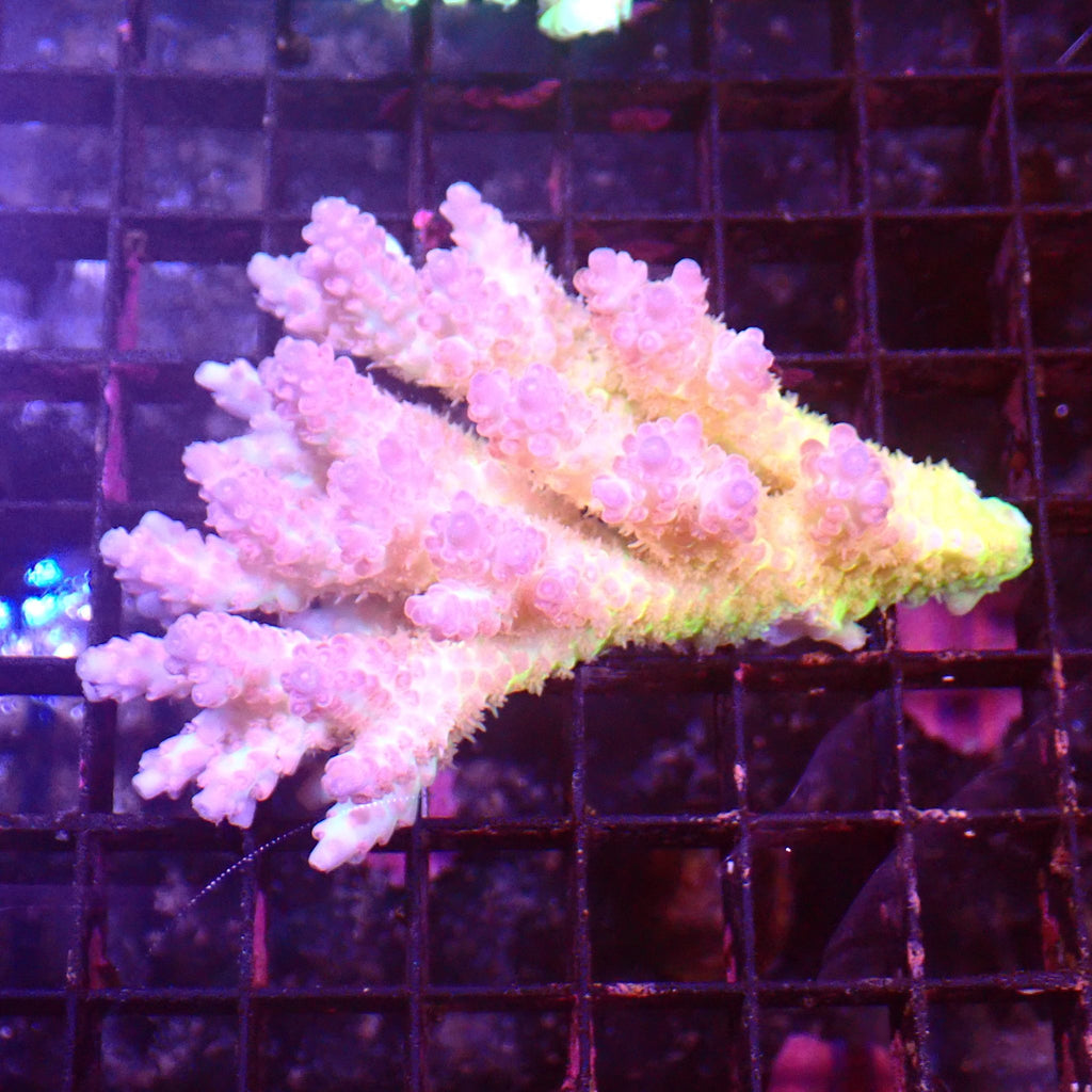 Acropora (SPS) AA059 | Acropora sp. - Red Sea 15K