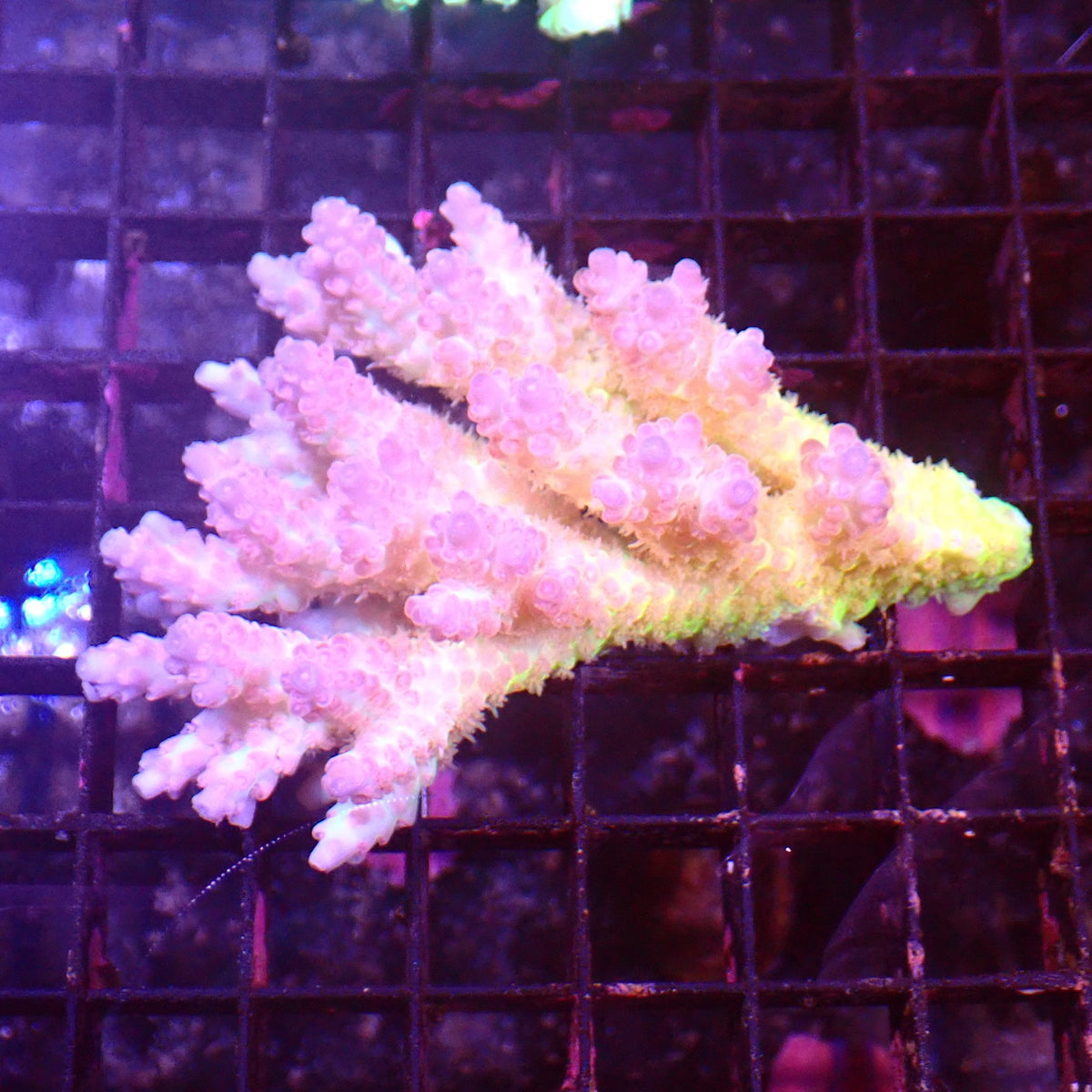 Acropora (SPS) AA059 | Acropora sp. at ← Red Sea 15k
