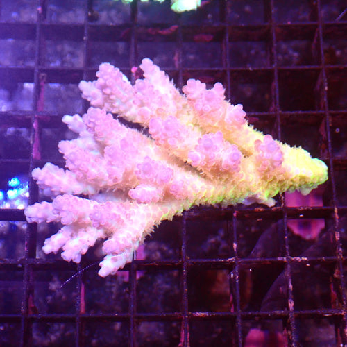 Acropora (SPS) AA059 | Acropora sp. - Red Sea 15K