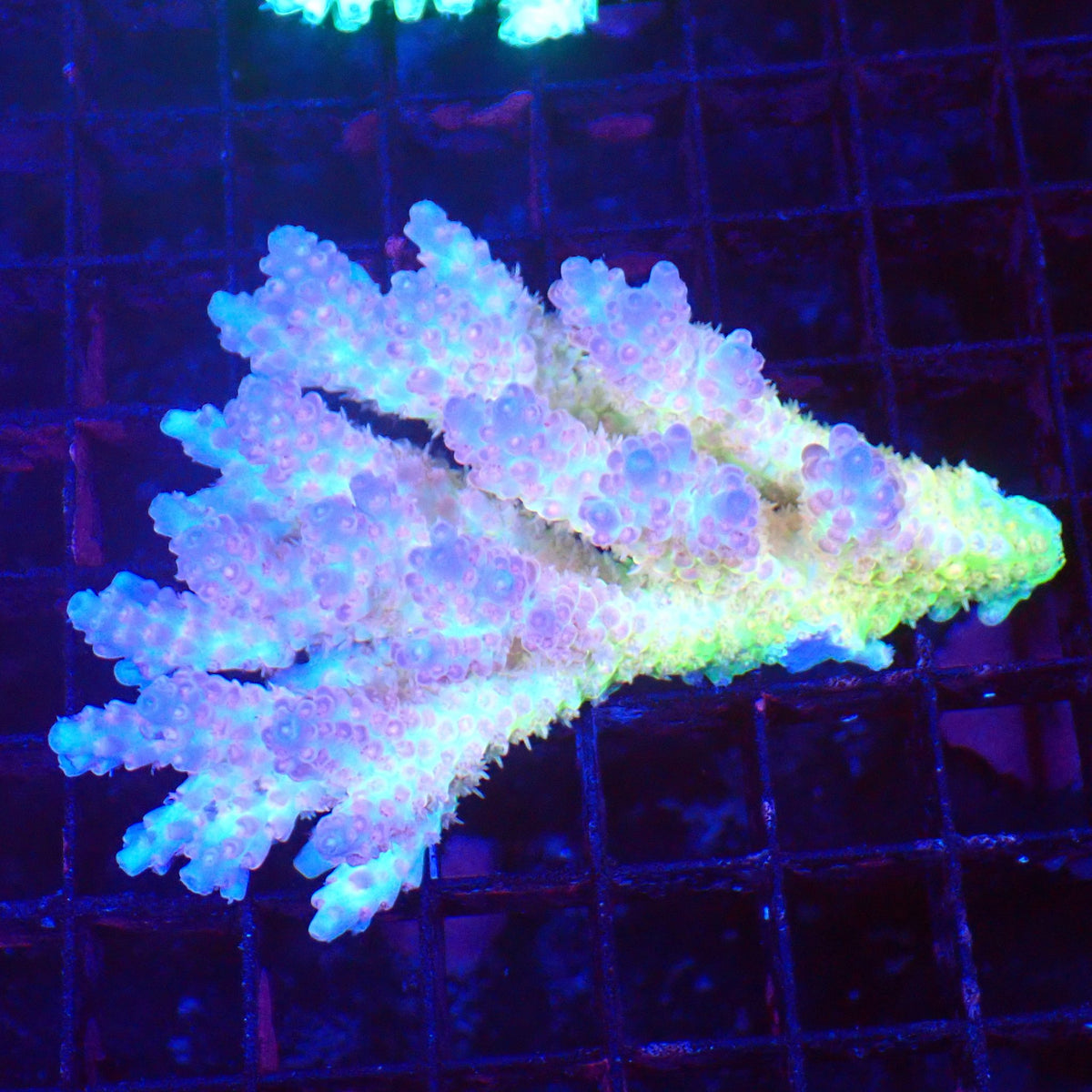 Acropora (SPS) AA059 | Acropora sp. - Red Sea 20K LED
