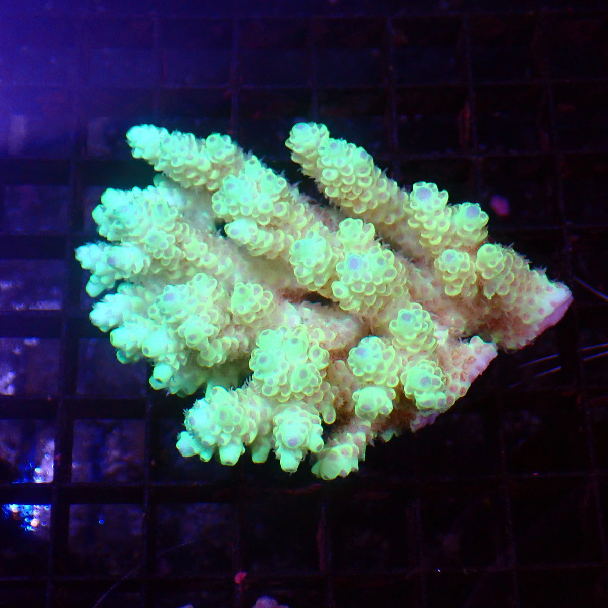 Acropora (SPS) AA060 | Acropora sp. at ← Red Sea 15k