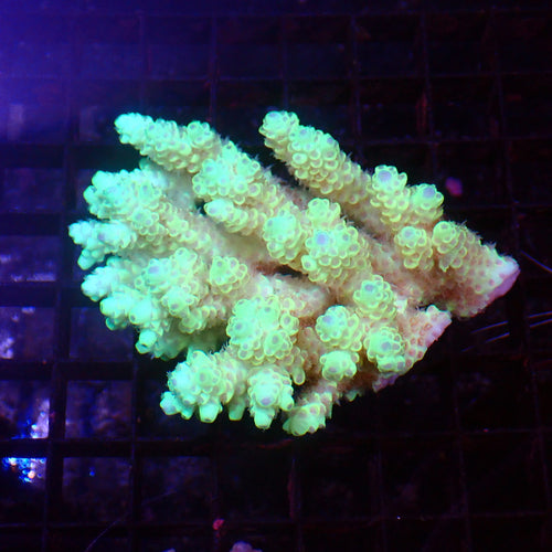 Acropora (SPS) AA060 | Acropora sp. - Red Sea 15K