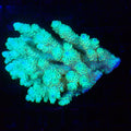 Acropora (SPS) AA060 | Acropora sp. - Red Sea 20K LED