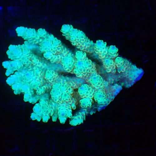 Acropora (SPS) AA060 | Acropora sp. - Red Sea 20K LED