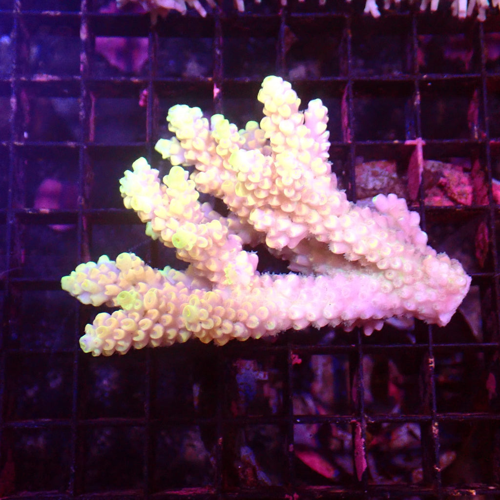 Acropora (SPS) AA062 | Acropora sp. - Red Sea 15K