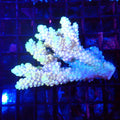 Acropora (SPS) AA062 | Acropora sp. - Red Sea 20K LED