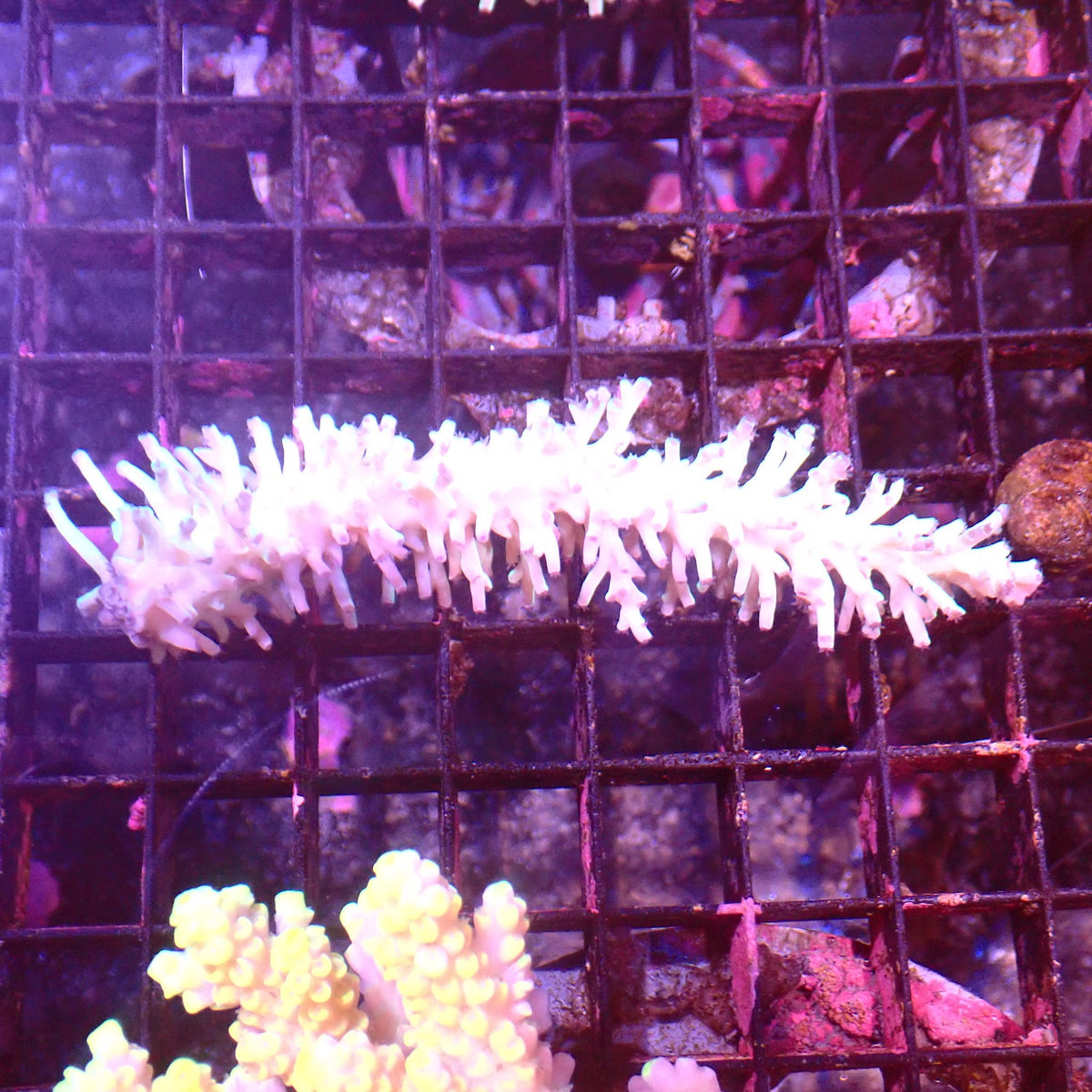 Acropora (SPS) AA063 | Acropora sp. at ← Red Sea 15k