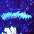 Acropora (SPS) AA063 | Acropora sp. - Red Sea 20K LED