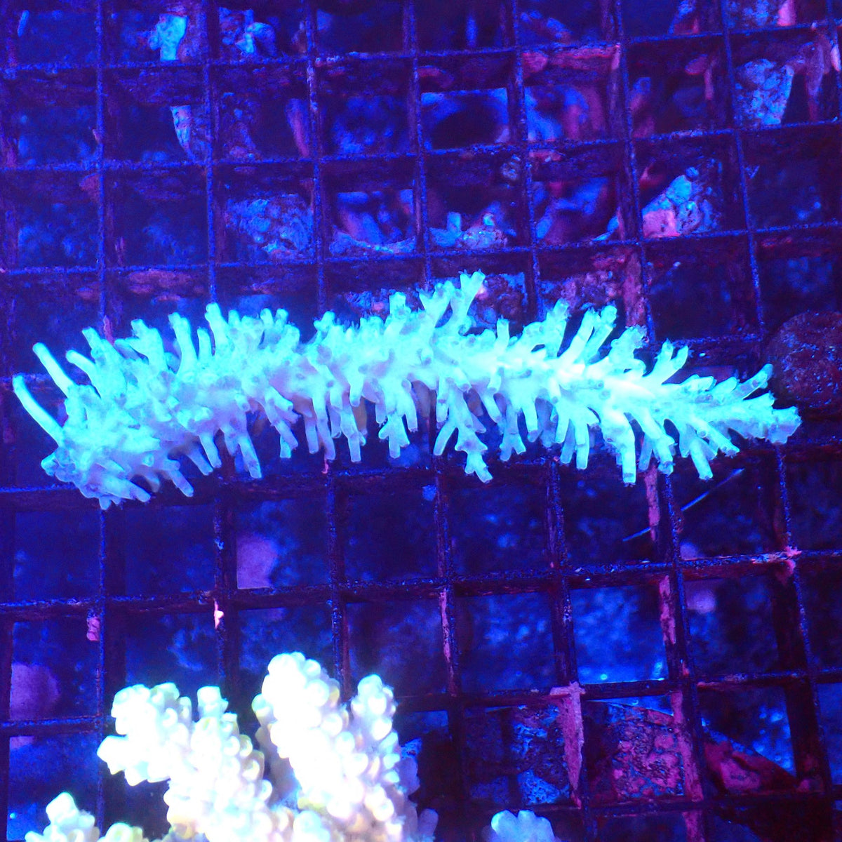 Acropora (SPS) AA063 | Acropora sp. - Red Sea 20K LED