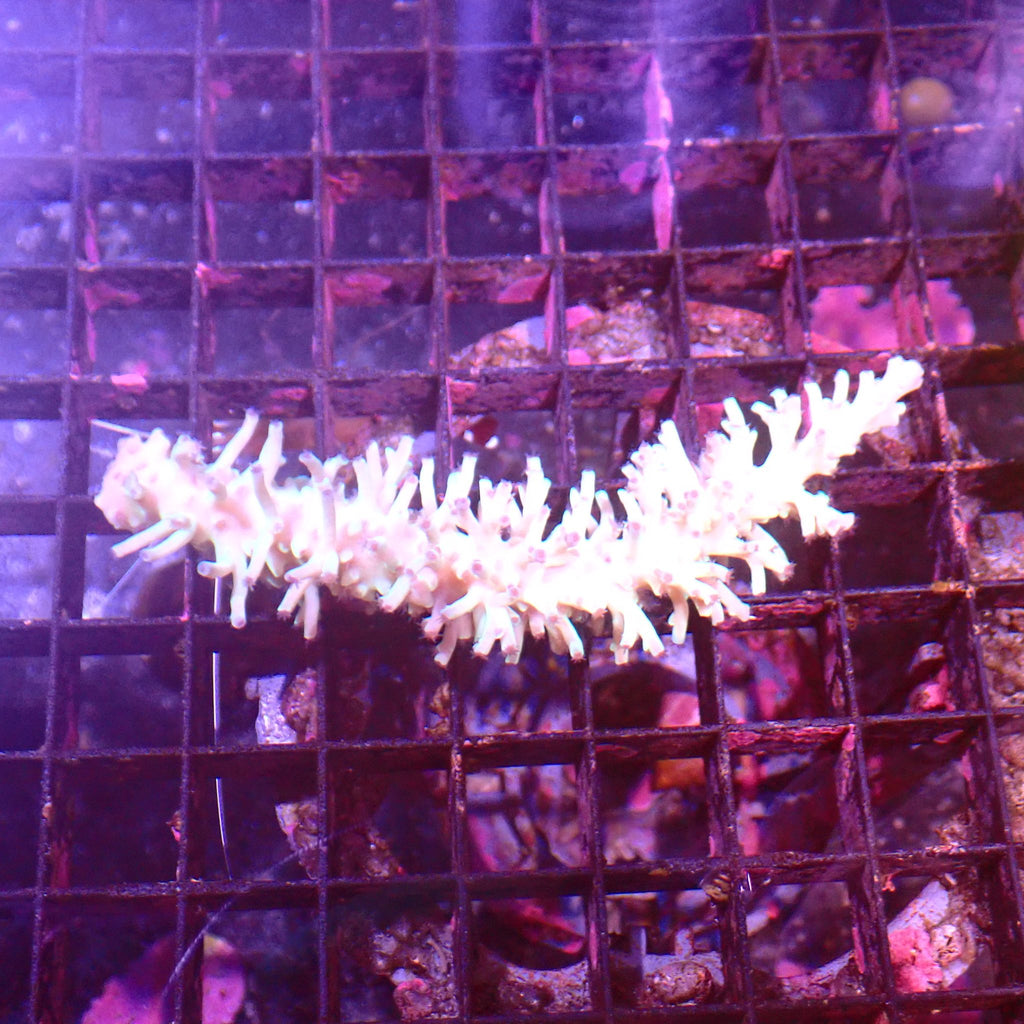 Acropora (SPS) AA064 | Acropora sp. - Red Sea 15K