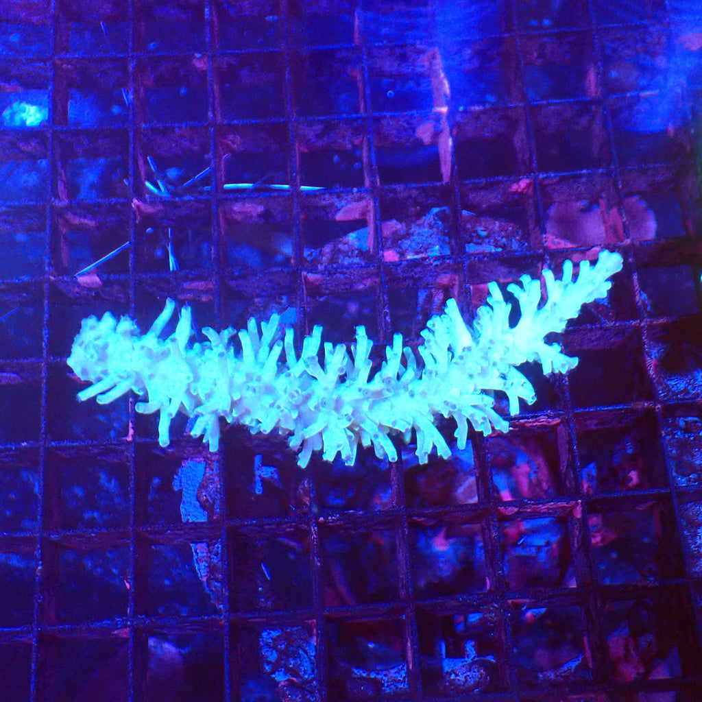 Acropora (SPS) AA064 | Acropora sp. - Red Sea 20K LED
