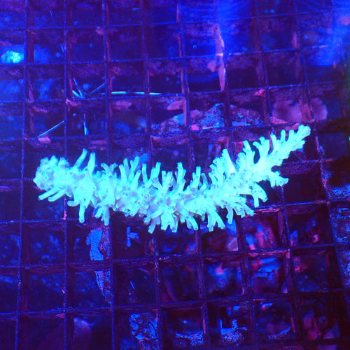 Acropora (SPS) AA064 | Acropora sp. - Red Sea 20K LED